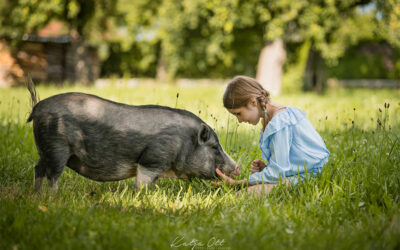 August 2022 | Schweine dreifach gesichert – Auflagen vom Amt