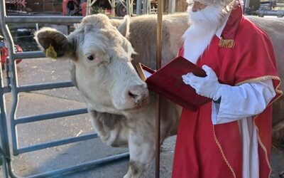 Winterzauber auf dem Bauernhof – Gemeinsam die Weihnachtszeit erleben